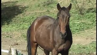 I CAVALIERI DE SESSO - Original Full Movie