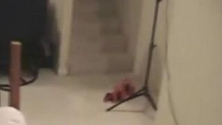 Nasty Wifey In Warm Sundress Pound A Big Black Dick (Cuckold)